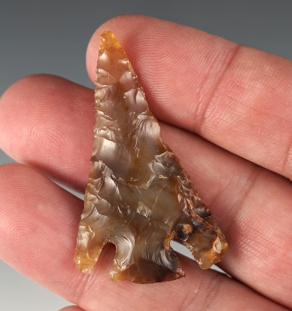 Incredible and translucent 1 15/16" Hell's Canyon - Agatized Wood. Alderdale, Washington.