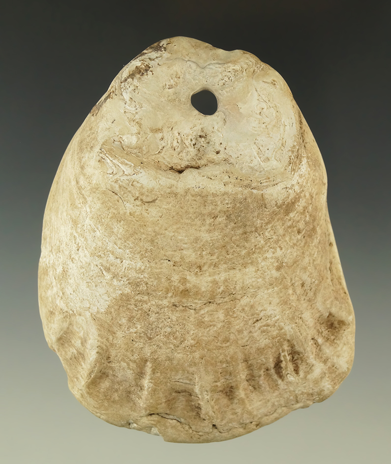 3 13/16" by 3" drilled shell pendant made from an ancient oyster shell - Hays County, Texas. COA.