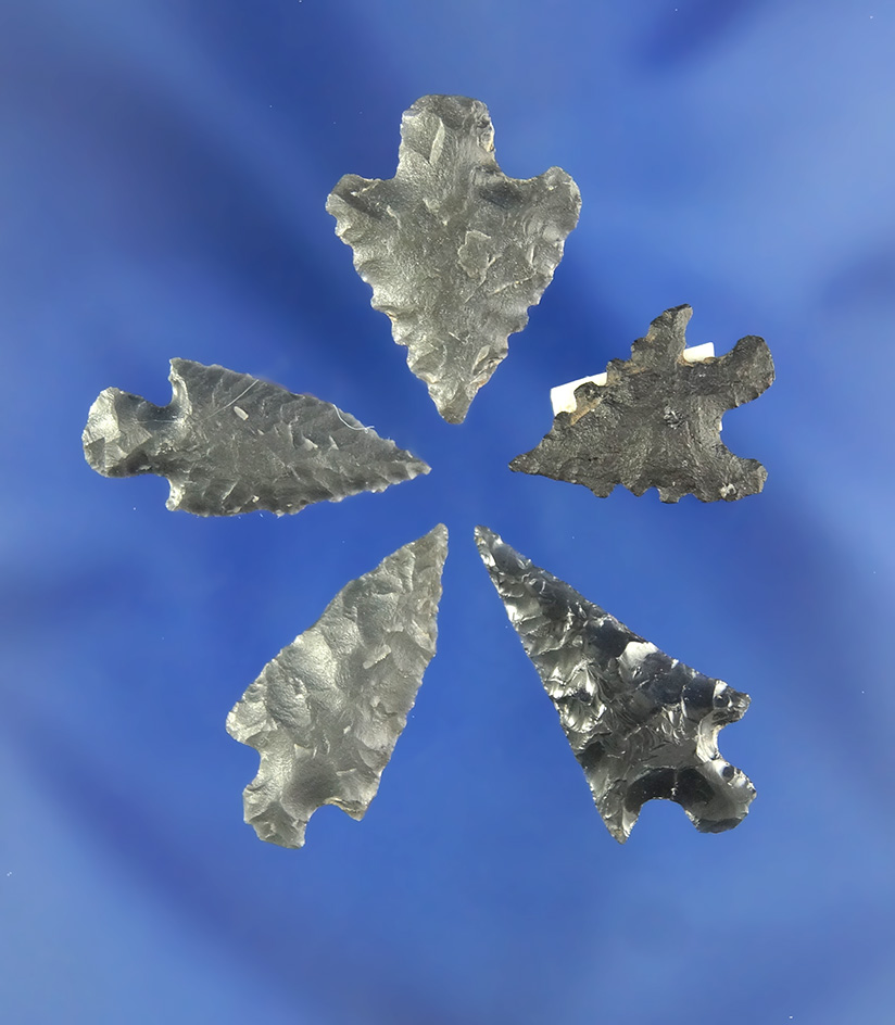 Set of five Obsidian arrowheads found in Modoc County California, largest is 1".