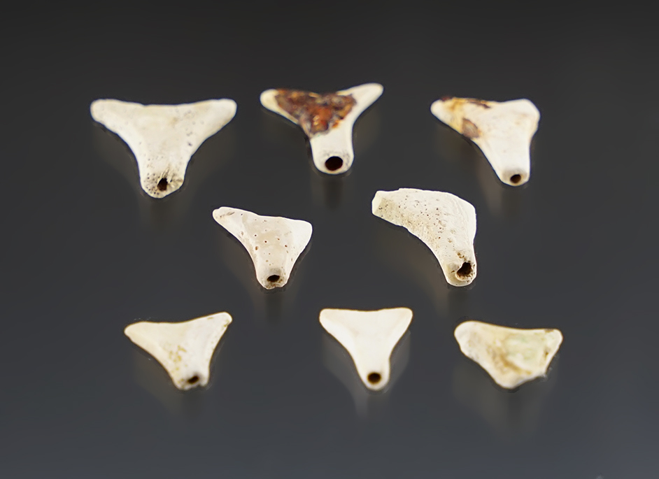 Set of 8 "T" shaped Shell Beads found at the Townley-Read Site, Geneva, New York.