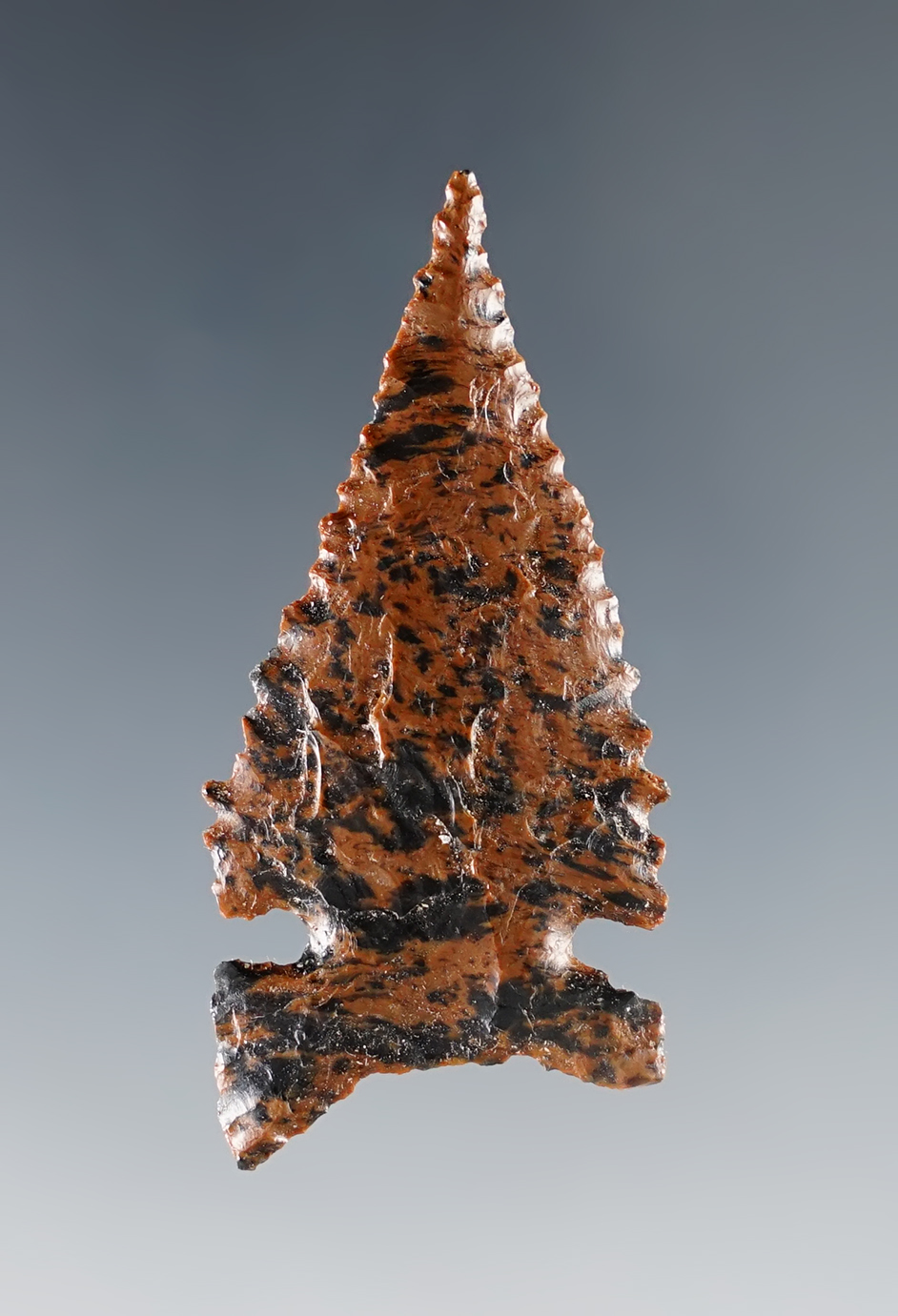 Excellent serrations on this 1 13/16" Northern Side Notch. Very thin. Nevada.