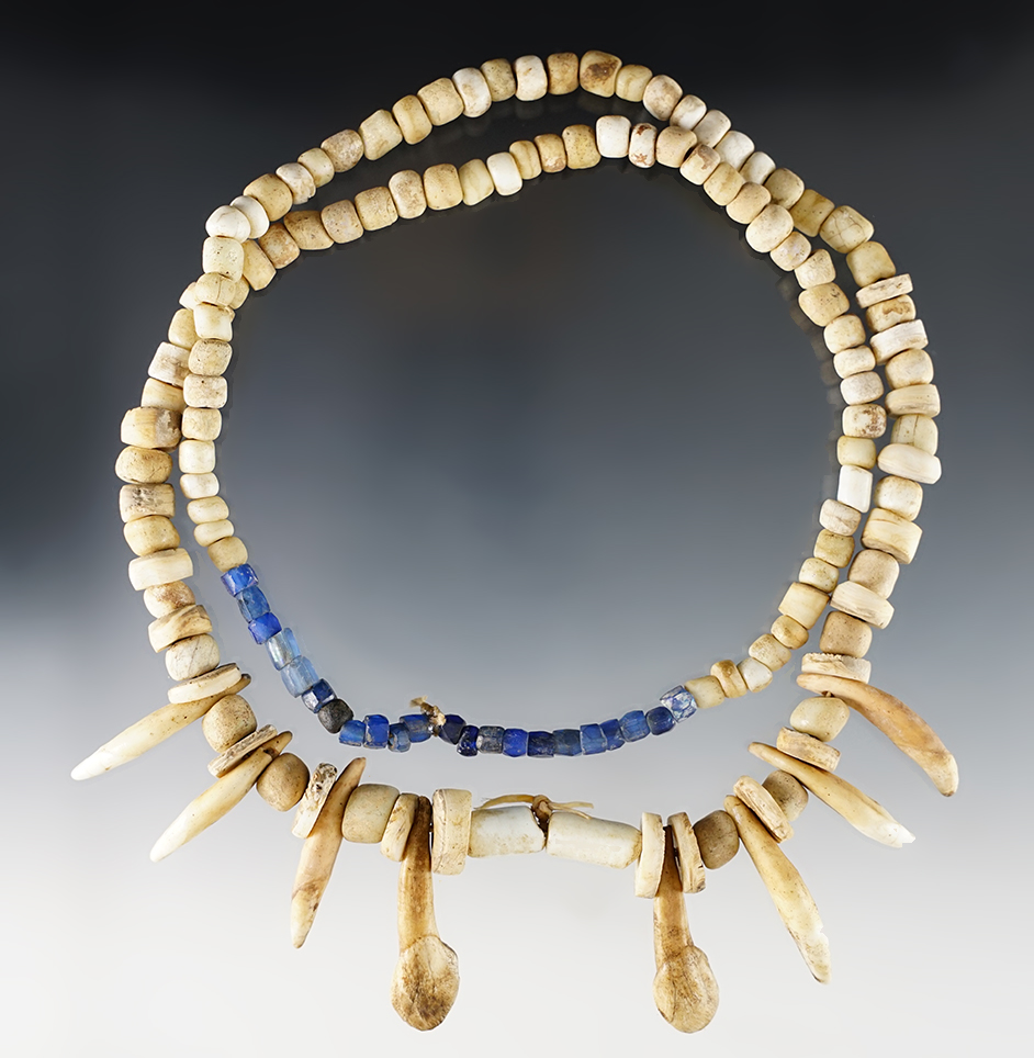 31" Strand of drilled shell beads and canine teeth necklace recovered in Colusa Co., California. 