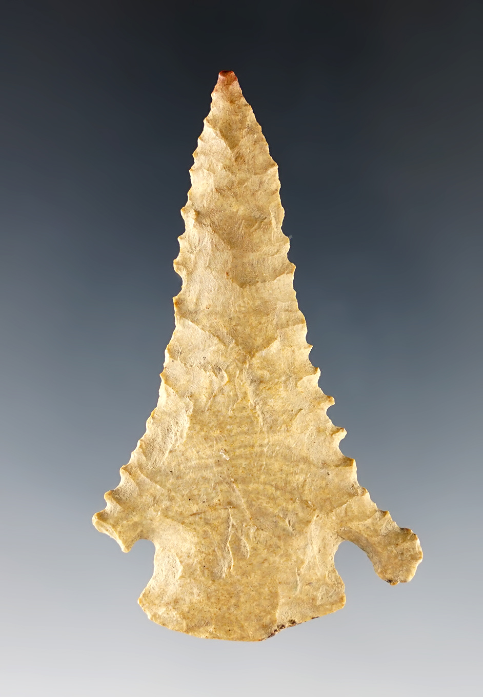 2 11/16" Pinetree with fine serrations. Well patinated and found in Kentucky.