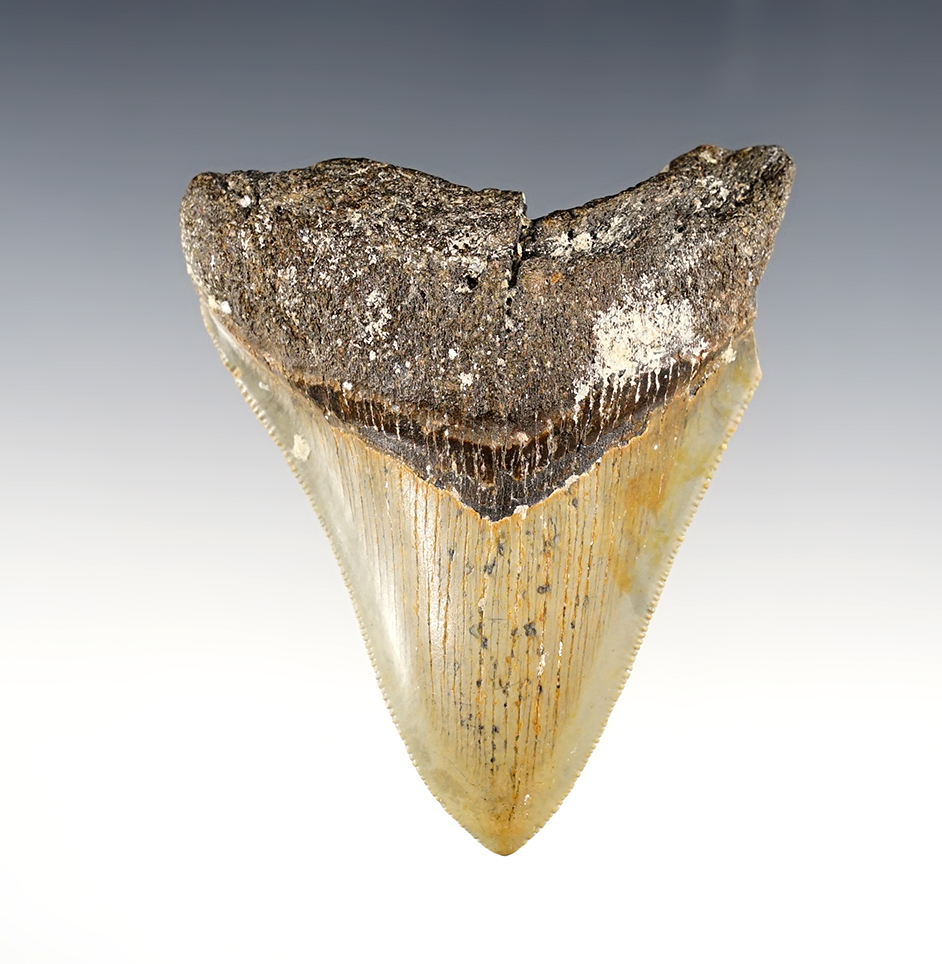 3 1/8" long Fossilized Megalodon Sharks Tooth.