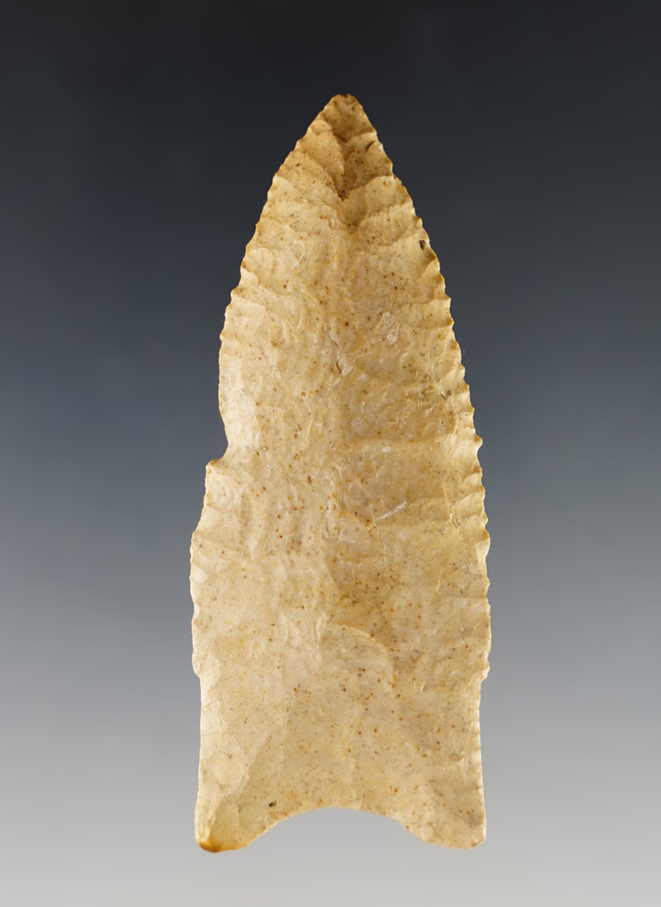 3 1/8" Kentucky Dalton in excellent condition with fine serrations and good grinding to the basal area.