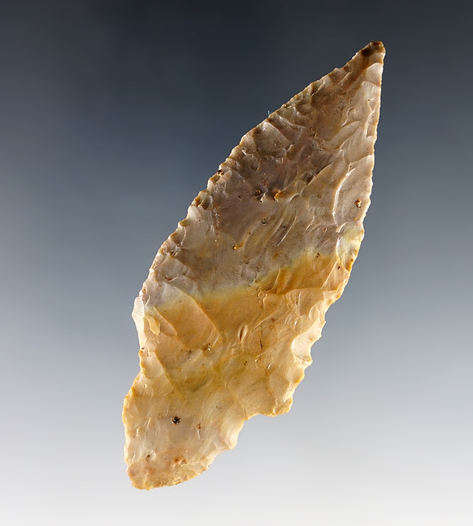 Colorful 3" Turkey Tail found in Kentucky.