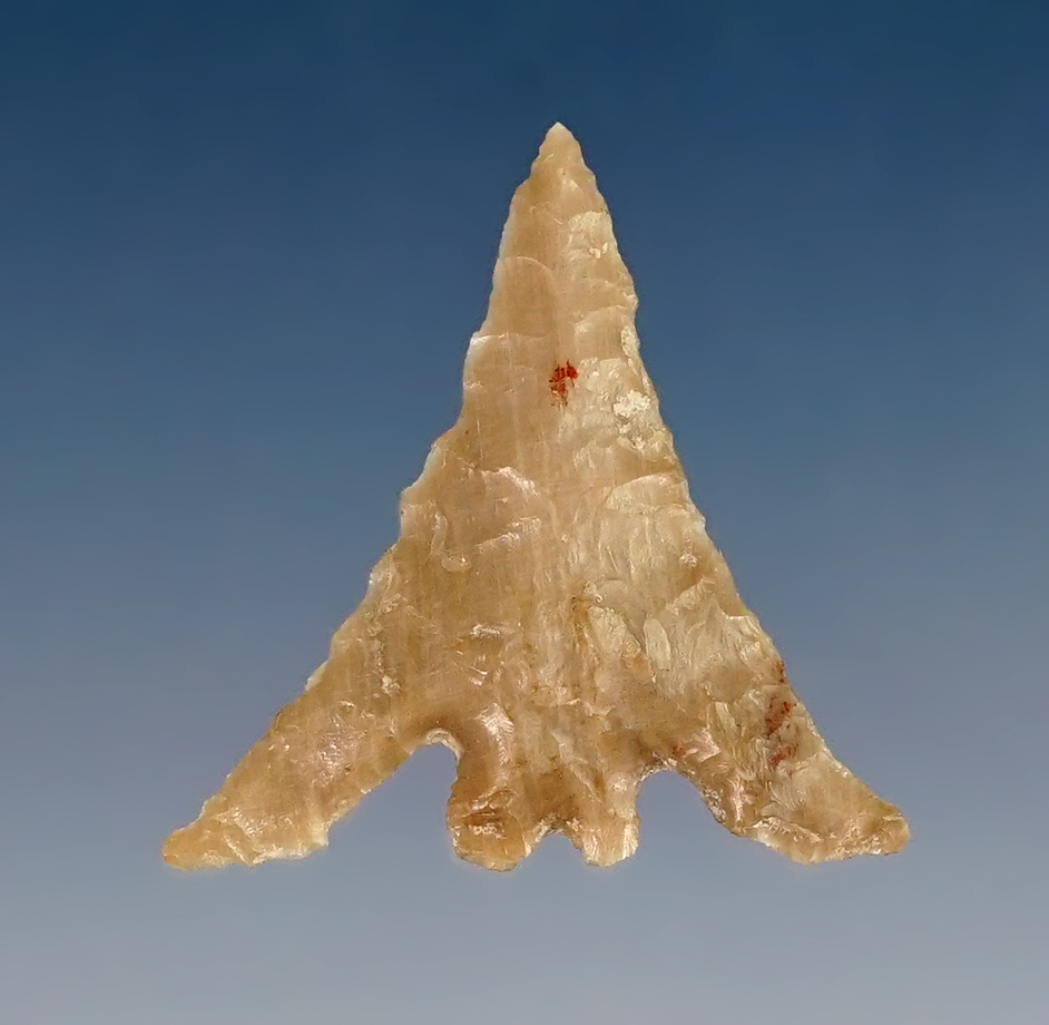 1" Columbia Plateau Split Stem with beautiful long swept ears. Found near the Columbia River. 