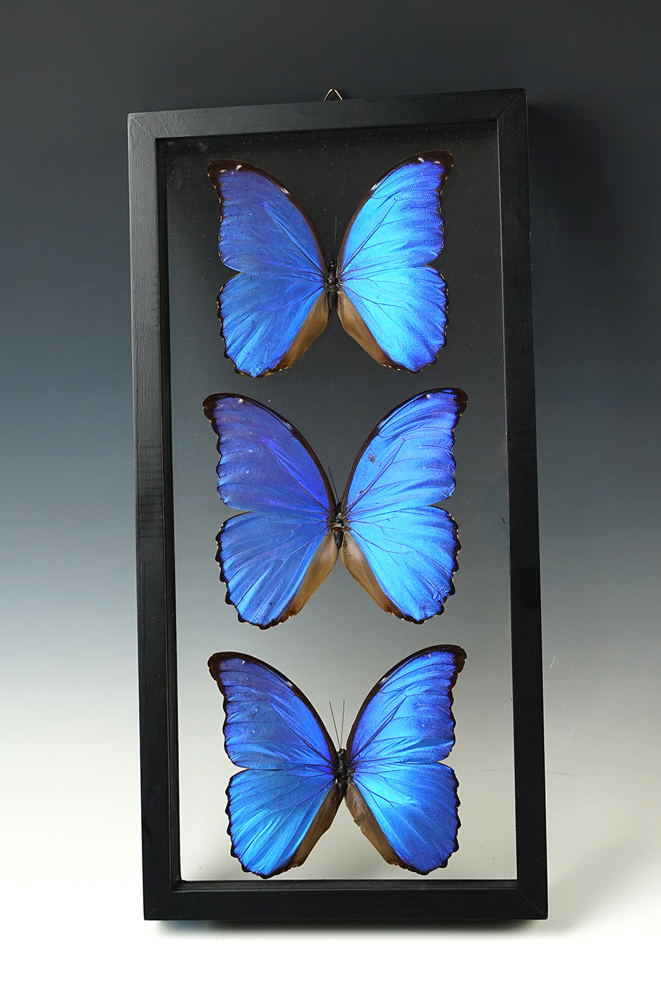 Beautifully framed set of 3 Morpho Didius butterflies. Frame is 15 3/4" x 17 3/4". 