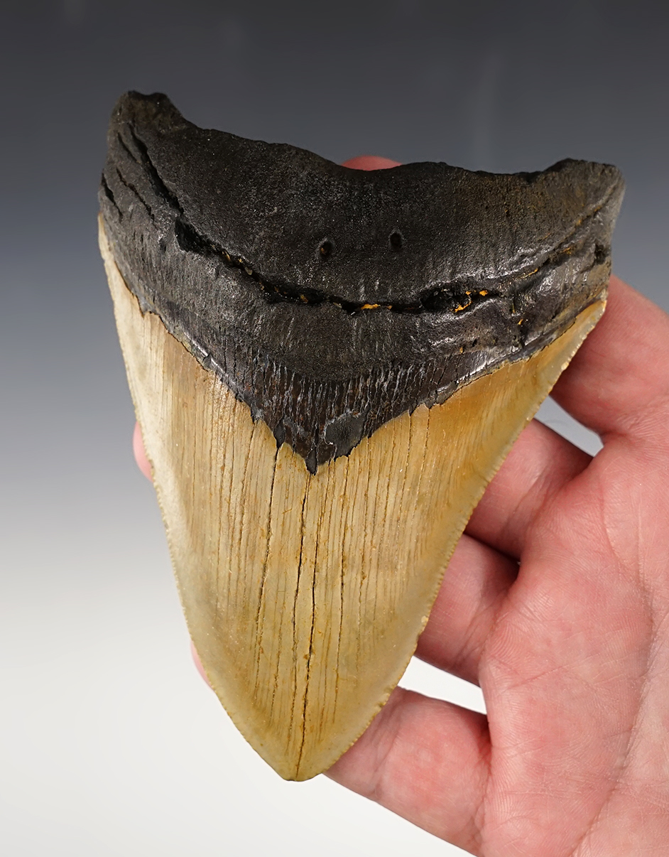 4 3/4" Fossilized Megalodon Sharks Tooth in excellent condition.