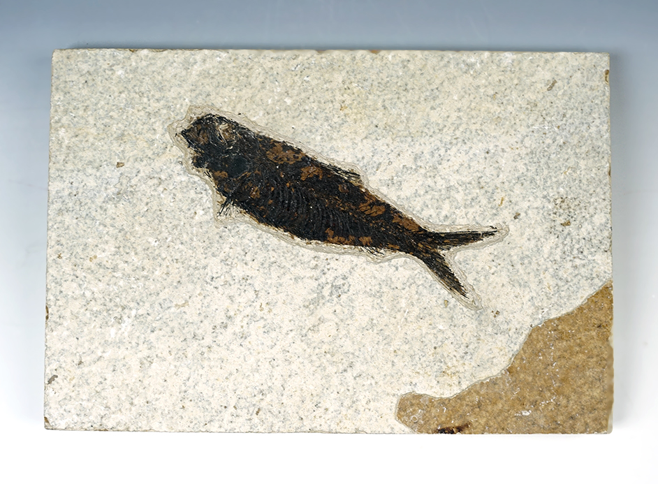 4 3/8" Fish Fossil on a 7 1/2" x 5 3/16" Slab. Recovered from the Kemmerer Flats in Wyoming. 