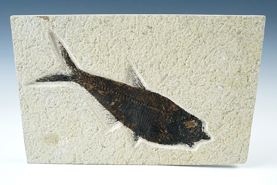 Very large 7 5/16" Fish Fossil on a 6" x 9 1/4" Slab. Kemmerer Flats in Wyoming. 