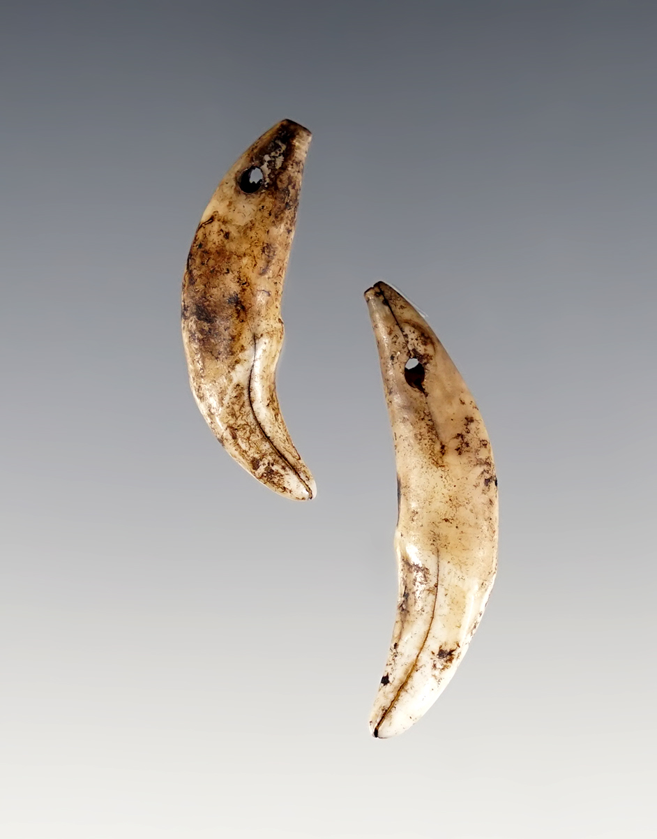 Pair of drilled Ft. Ancient Canine Teeth found near the Ohio River. Largest is 1 3/8". 