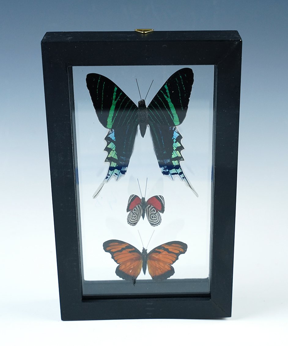 Attractive butterfly display that measures 4 3/4" x 7 3/4". 