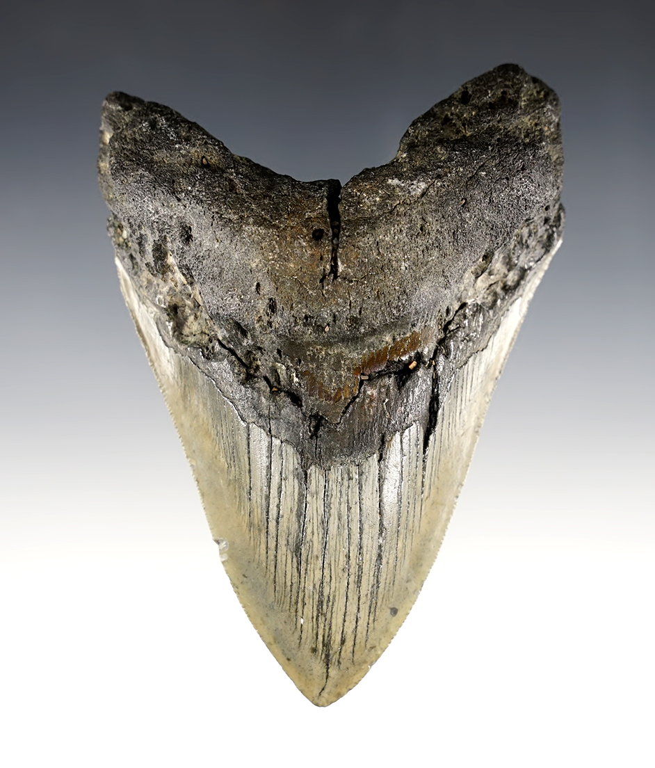 4 7/8" Megalodon Fossilized Sharks Tooth. 