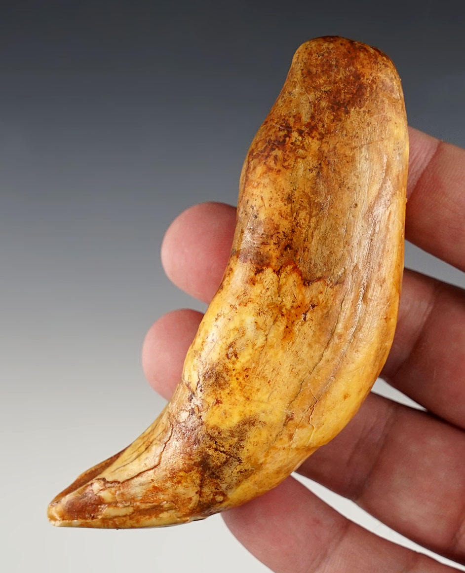 Rare! 4" Fossil Cave Bear Tooth in very nice condition. 