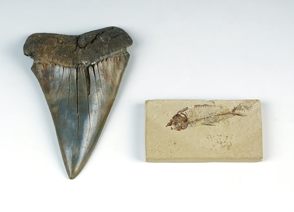 Pair of fossils including a 3" Megalodon Sharks Tooth and a 1 1/2" Fish Fossil on a 2 1/8" slab. 