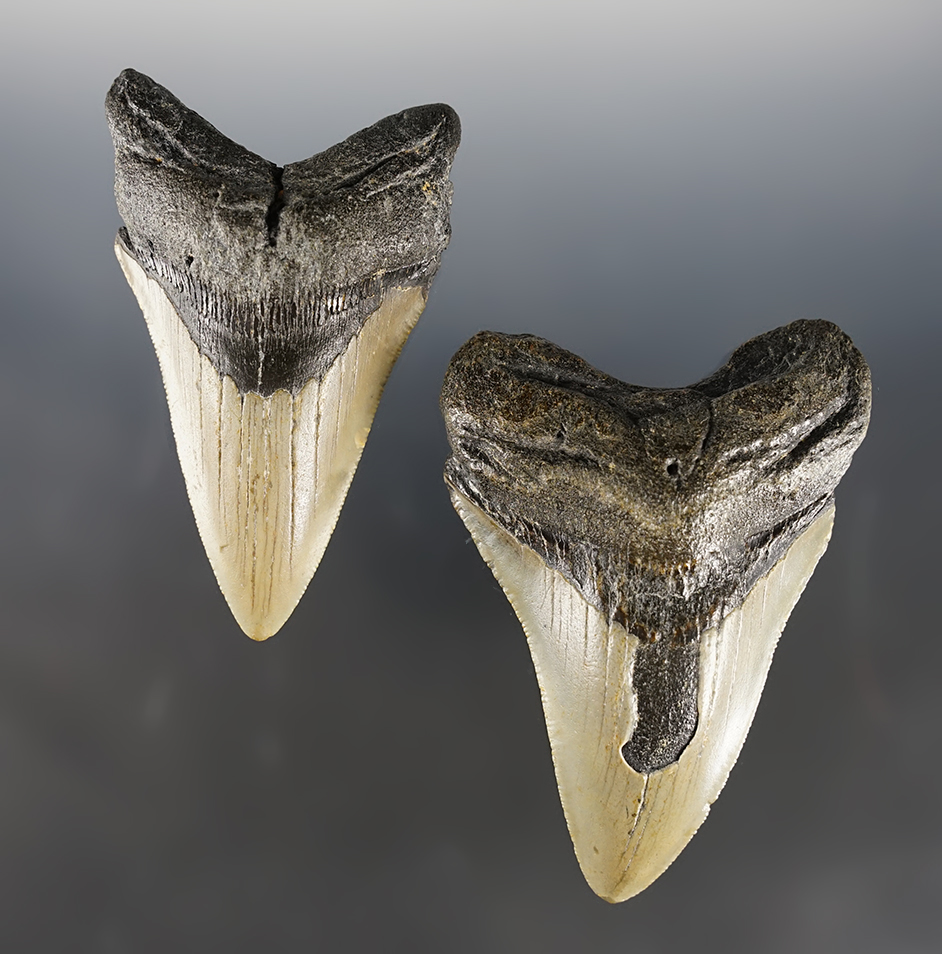 Pair of Fossilized Megalodon Sharks Teeth found around the North Carolina Coast. 