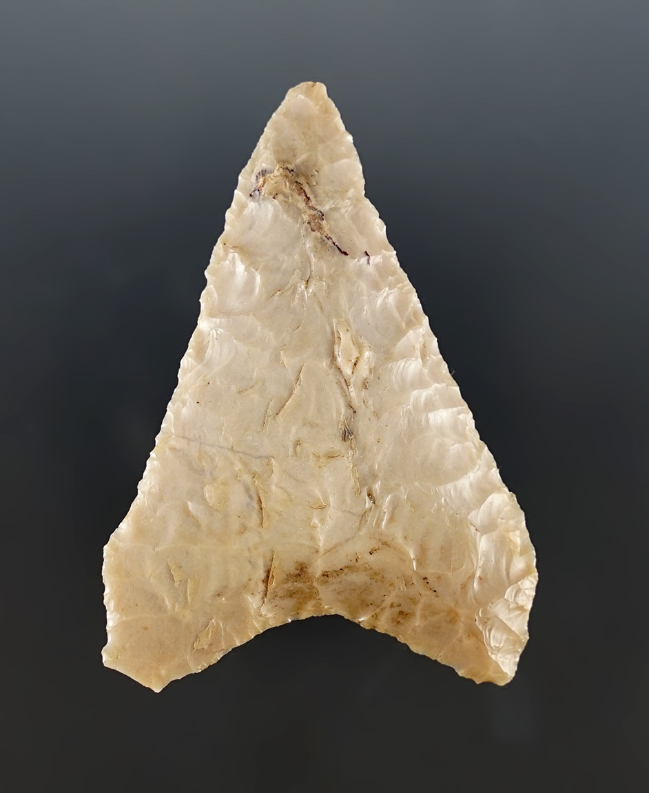 Superb 2 9/16" Columbia Mule Ear - found in Gilliam Co., Oregon by Kaye Don Bruce in 1961.