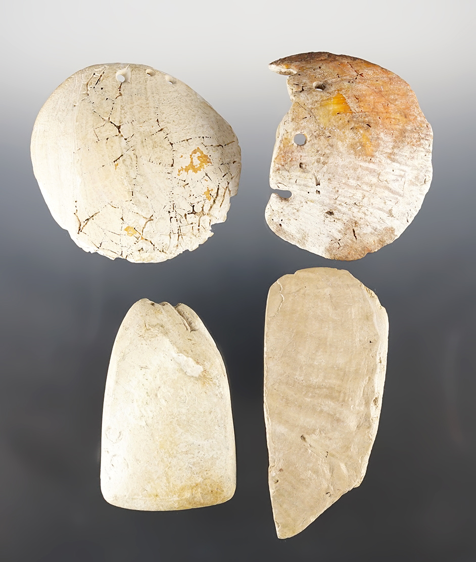 Set of 4 assorted Shell Artifacts found around Ocala, Florida. The largest is 3 11/16".