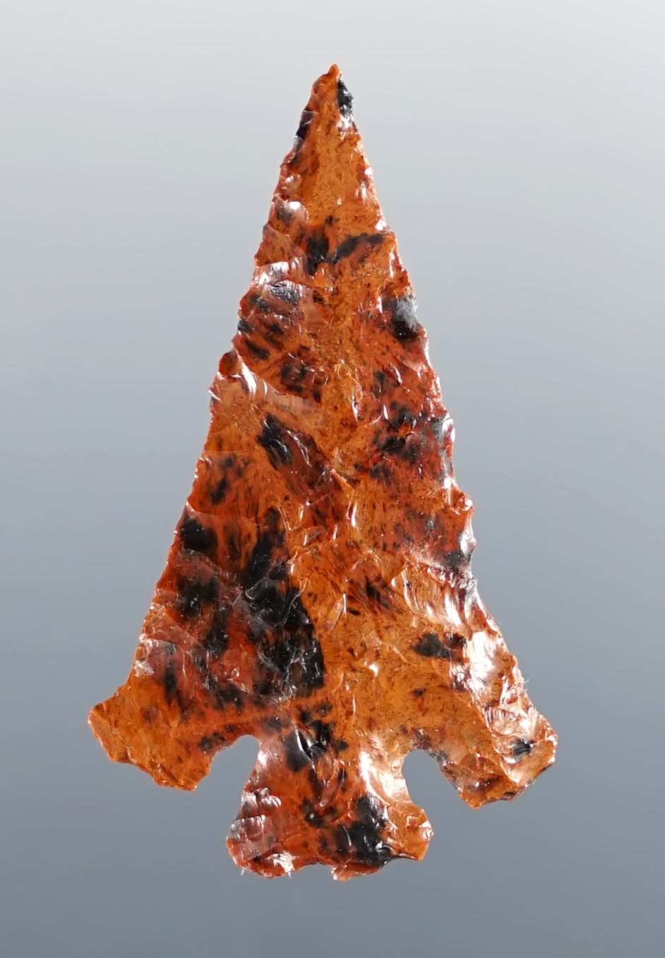 1 5/16" Mahogany Obsidian Eastgate Split-Stem, Columbia River in Washington. Bennett COA.