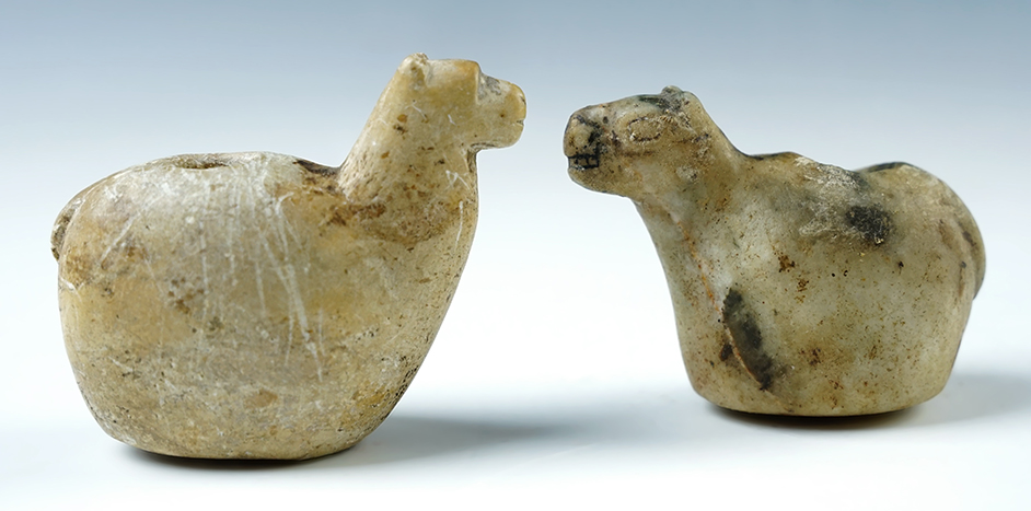 Pair of Llama Canopas recovered in South America. Largest is 2 1/4" long. 