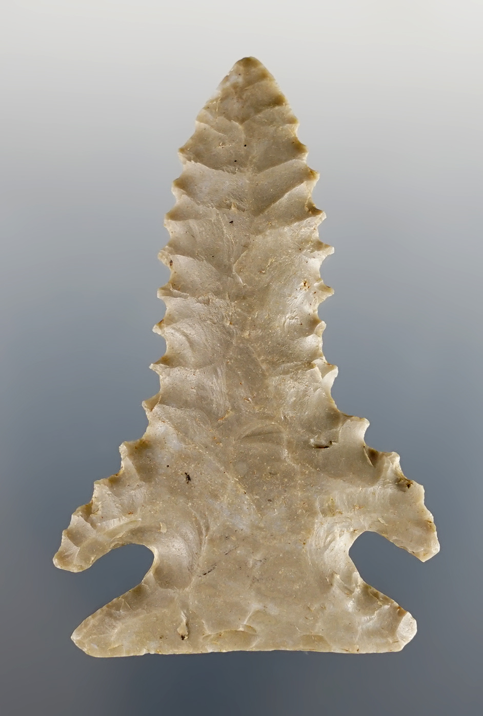 Heavily serrated 2 7/16" Pine Tree found in Jefferson Co., Kentucky. Excellent example of the type.