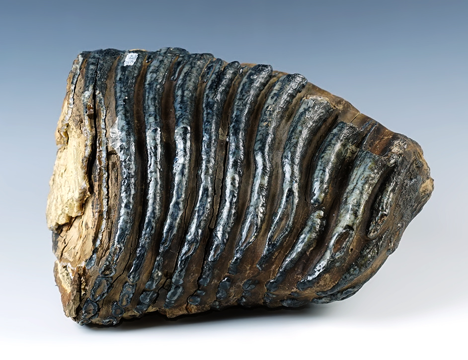 Large 7 3/4" by 5 3/4" Fossil Mammoth Tooth that is 25,000 - 40,000 years old. 