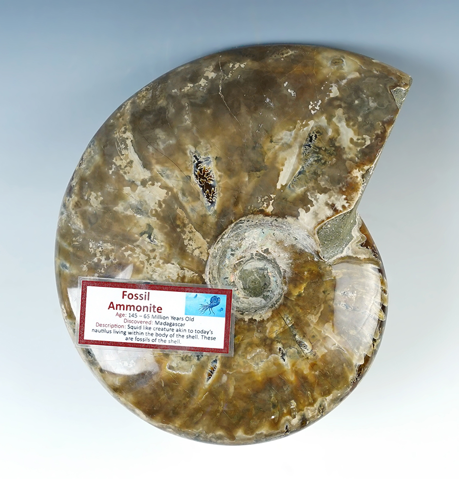 Beautiful polished 6 1/4" Fossil Ammonite. Recovered in Madagascar, 145-65 million years old.