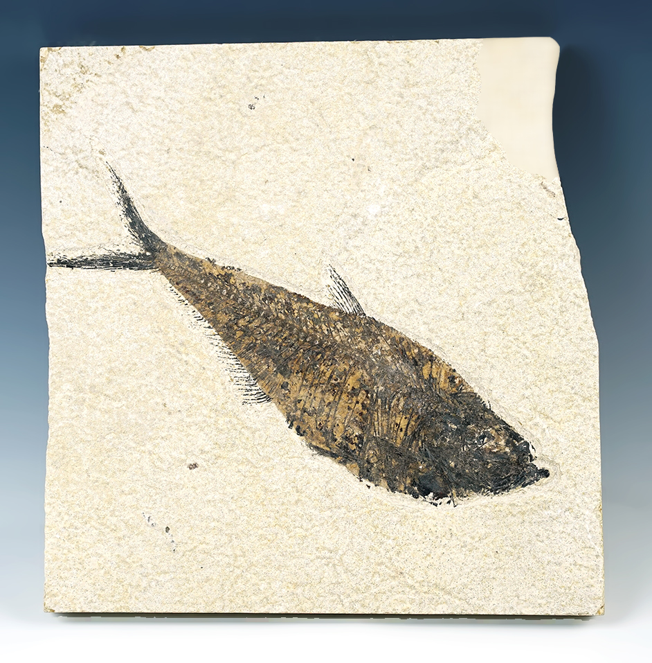 Large and nice! 8" Fossil Fish on a 8" x 8" Slab. From the Kemmerer Formation in Wyoming. 