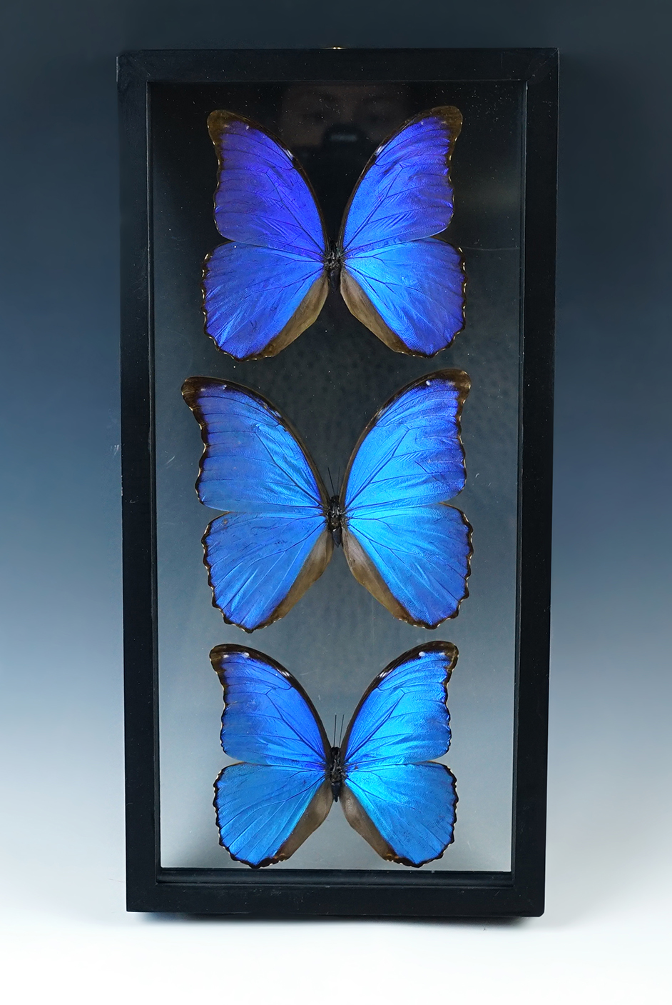 Beautiful Morpho Didius butterfly display that is 15 3/4" x 7 3/4". 