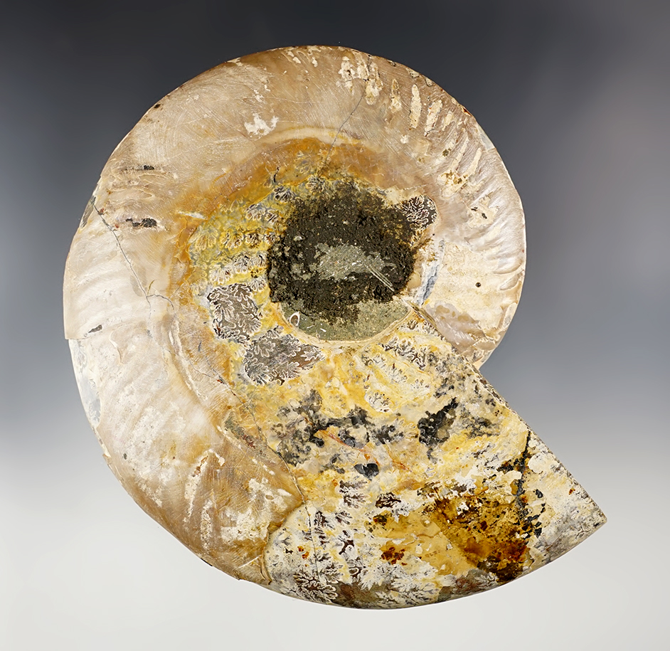 7 1/4" cut and polished Fossil Ammonite. Recovered in Madagascar, 145-65 million years old.