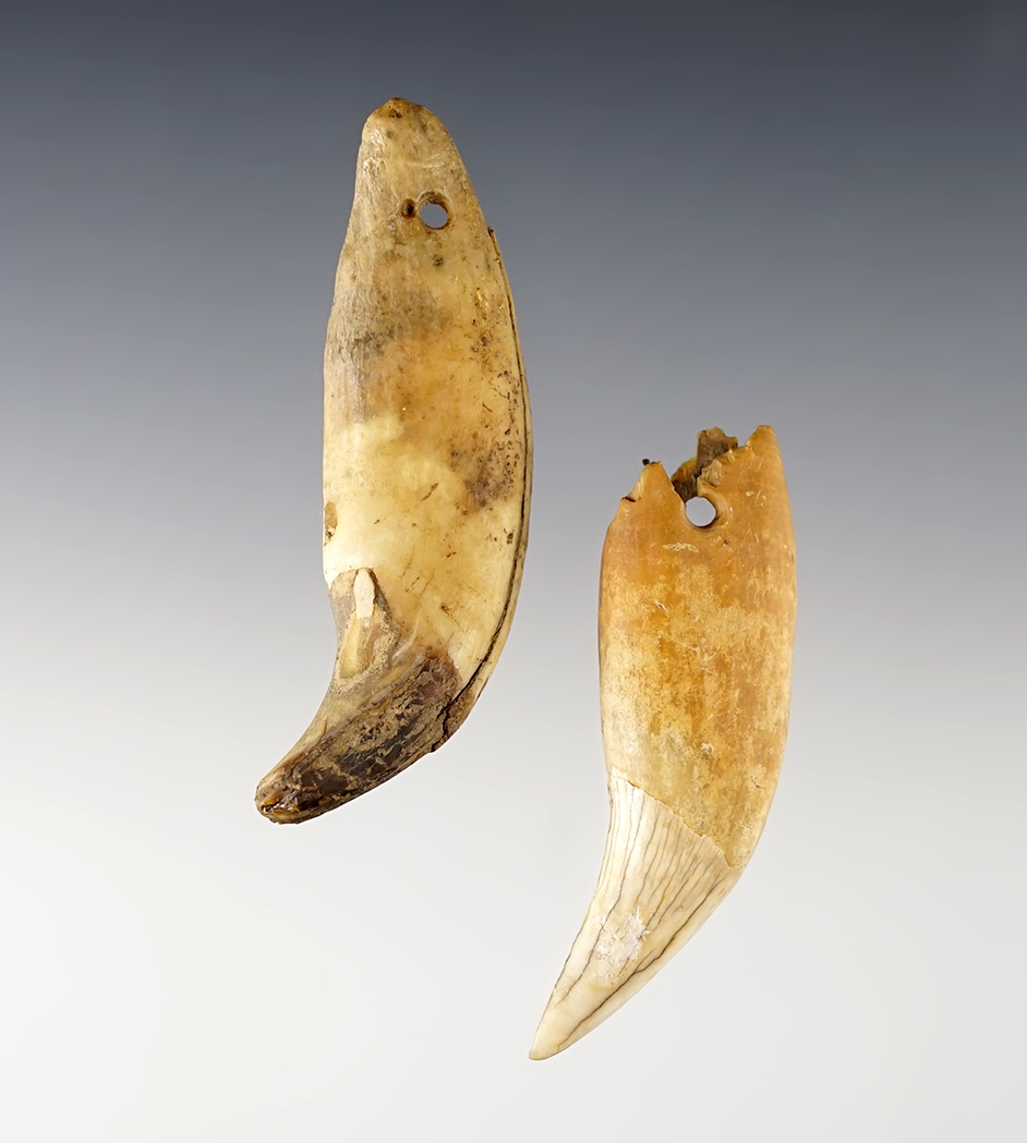 Pair of Drilled Bear Tooth Pendants found at the Fox Field site in Mason Co., Kentucky. 