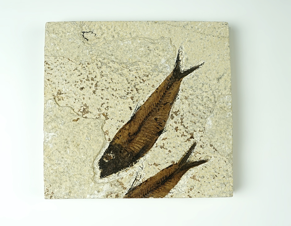 Fossil Fish on a 4 1/2" x 4 1/4" Slab. From the Kemmerer Formation in Wyoming.