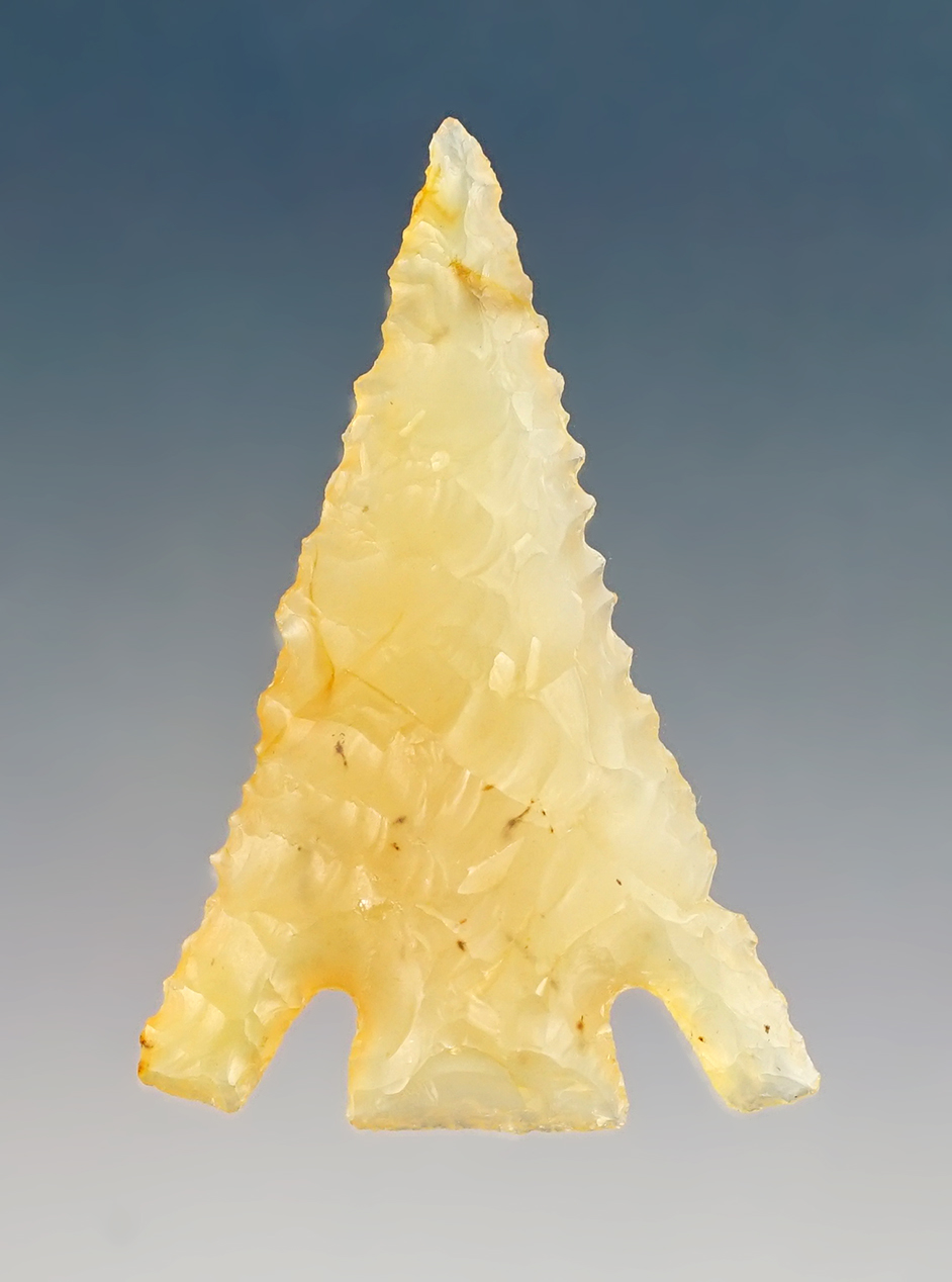 Superb! 1 1/2" Eastgate - Washington/Oregon. Ex. Norma Berg.