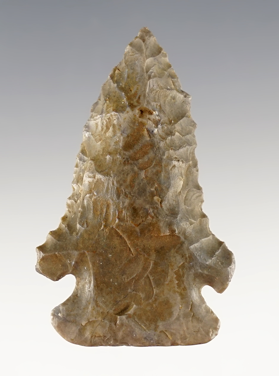 Classic 2" Kentucky Pinetree with heavy basal grinding and great overall form.