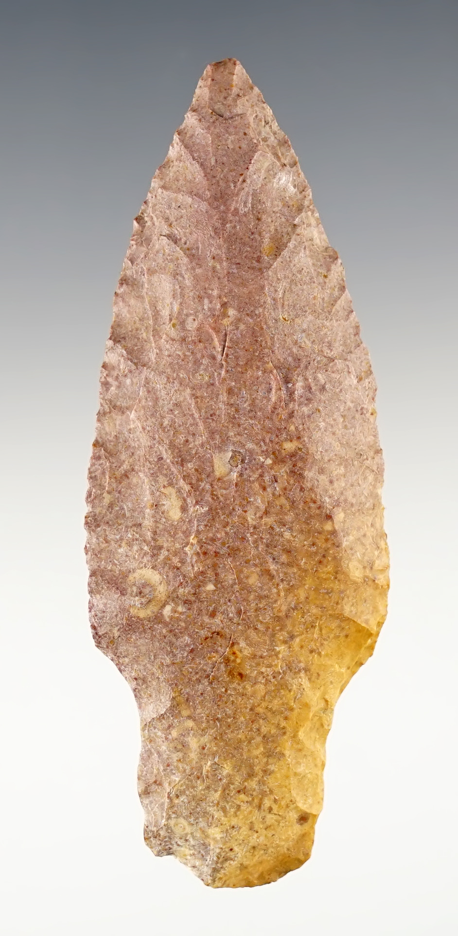 Nicely colored 3 7/16" Adena found in Calloway Co., Missouri. Bennett COA.