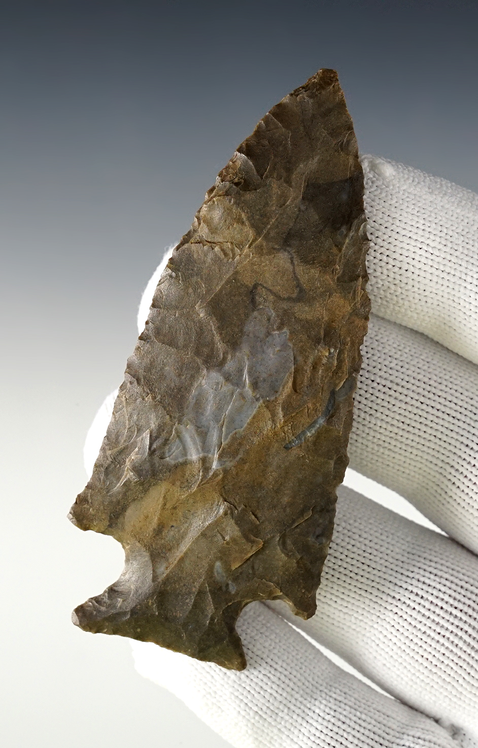 3 3/8" Motley - nicely colored Ft. Payne. Cumberland, Kentucky. Ex. Rocky Hall. Dickey COA. 