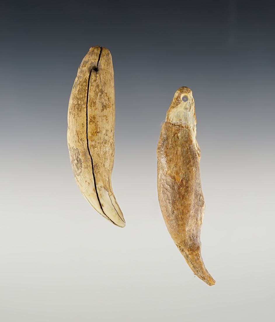 Pair of Bear Teeth found in Ross Co., Ohio. One is fully perforated and one is spotted. 