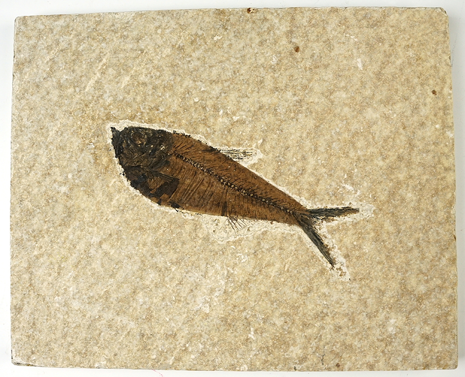 4 3/4" Fossil Fish on a 8 x 6 1/2" slab. Recovered at the Kemmerer Fossil Site in Wyoming. 