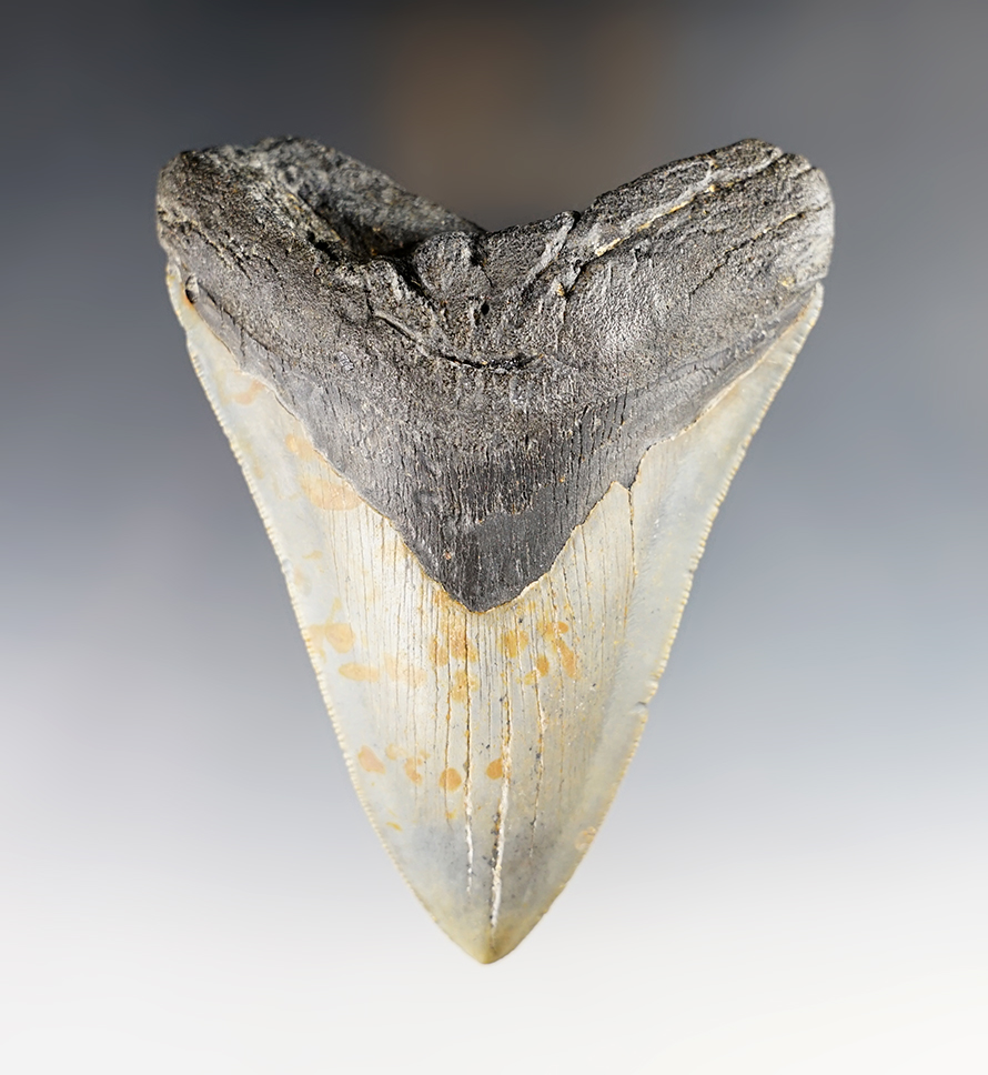 4 1/2" Megalodon Shark Tooth recovered in South Carolina.