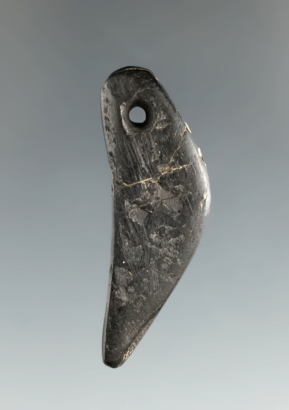 1 1/2" Ft. Ancient Canine Tooth Effigy Bead - Cannel Coal.  Fox Fields, Mason Co., KY. COA.