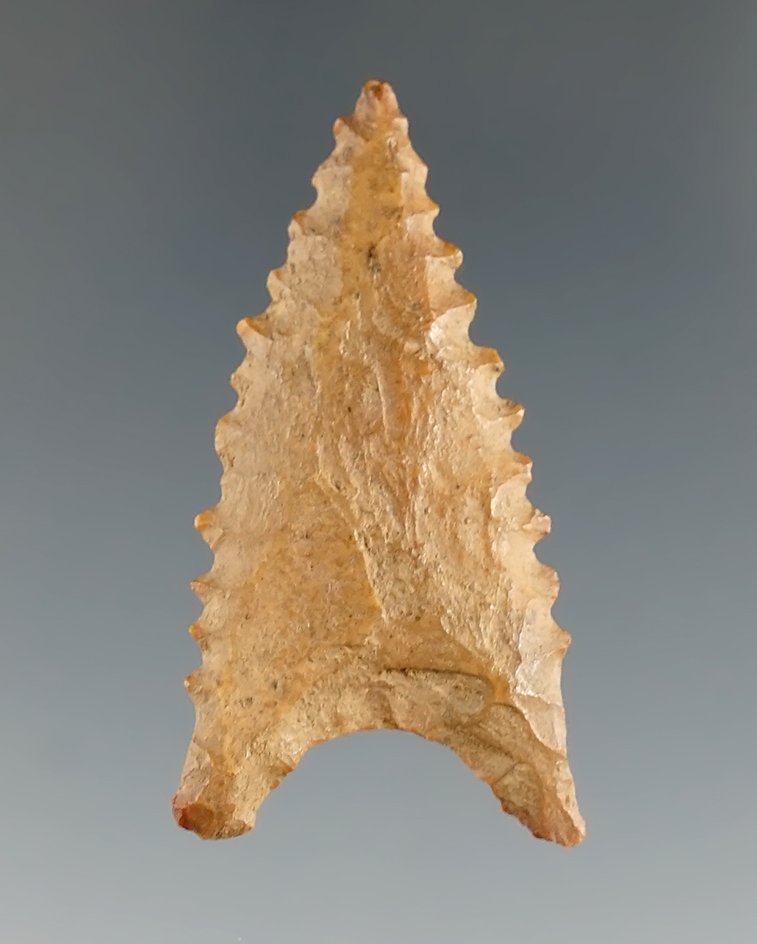 1 5/8" nicely serrated Dalton found in Arkansas.