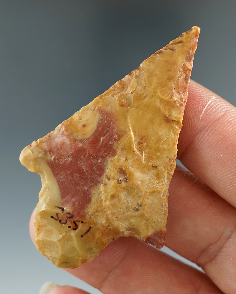 2 5/16" Gary made from multi-colored chert, found in Arkansas. Comes with a Stermer COA.