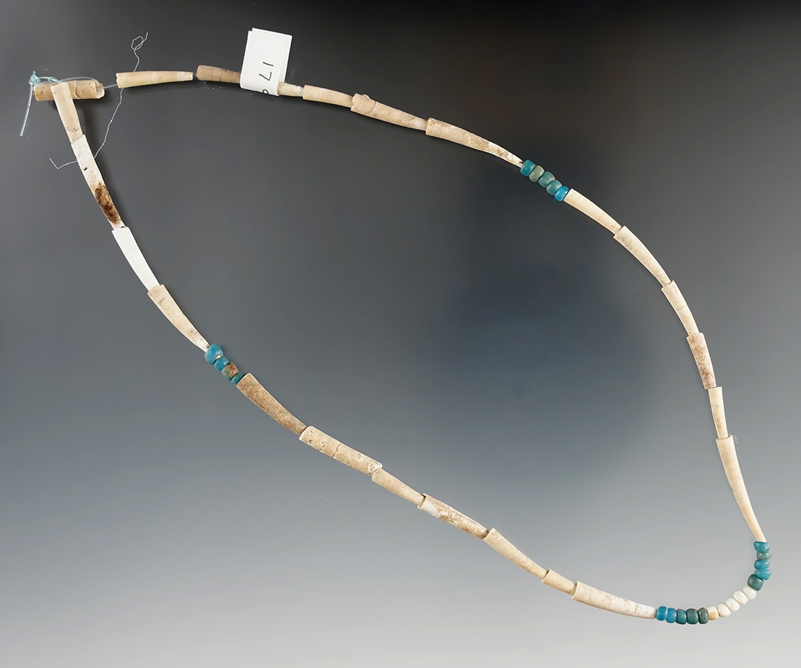 15 3/4" Strand of Dentalium and Blue Trade Beads found by Norma Berg in Washington. COA