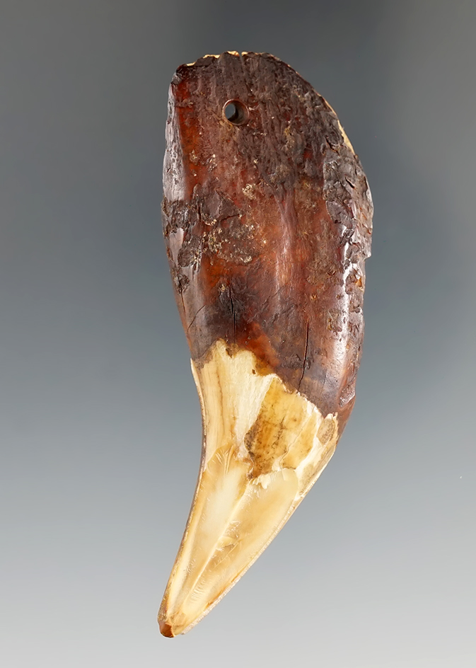 3 3/16" Drilled Claw Pendant found in Alaska. Comes with a Bennett COA.