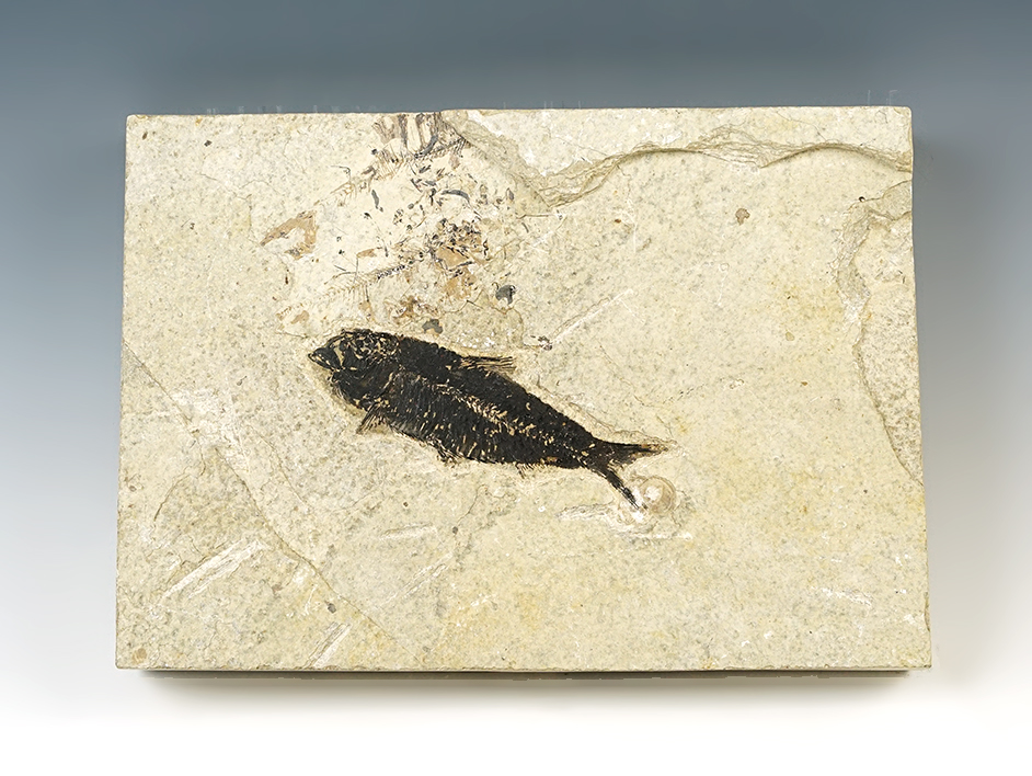 Nice Fossil Fish on a 8" x 5 9/16" slab. From the Kemmerer Fossil Site in Wyoming