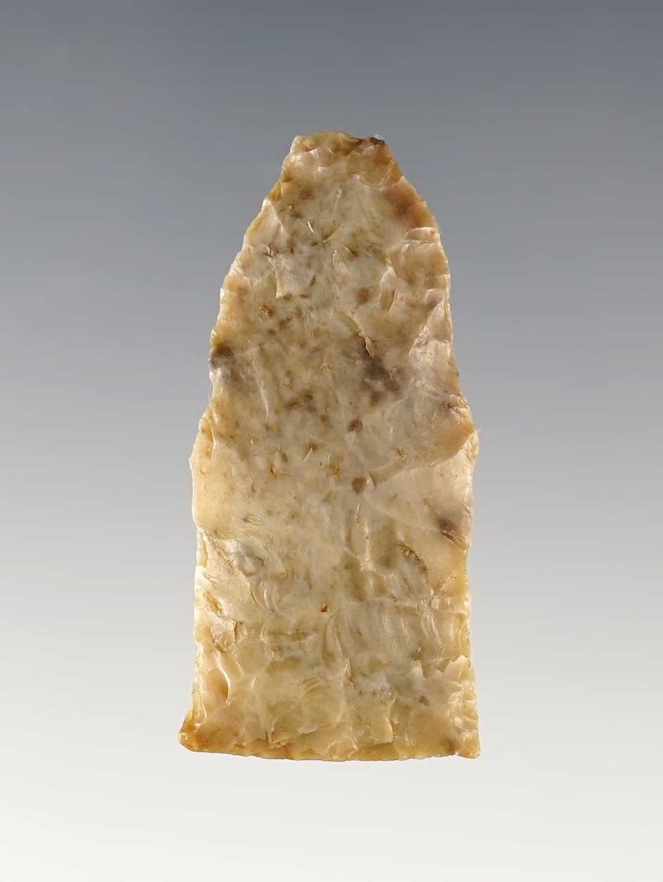 RARE! 1 11/16" Paleo Midland found in Guadalupe Co., New Mexico. Partain COA.