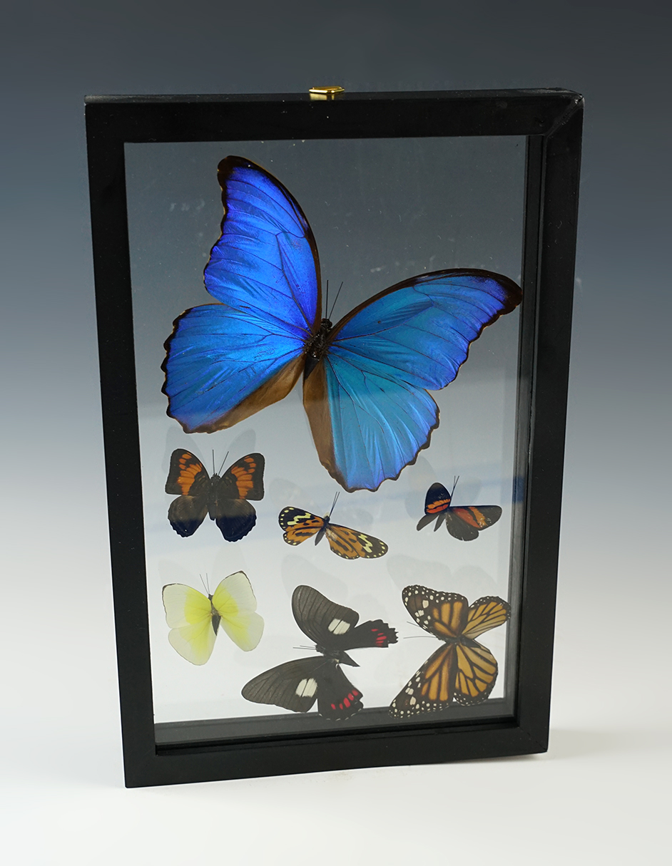 11 3/4" tall x 7 3/4" wide beautiful Butterfly display. Including a colorful blue Morpho.