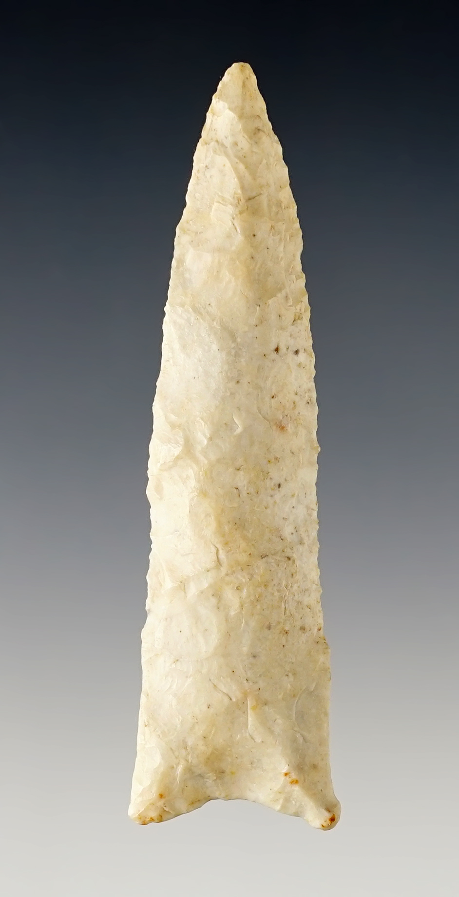 2 7/8" Dalton with excellent grinding to the basal area.  Found in Columbia, Missouri.