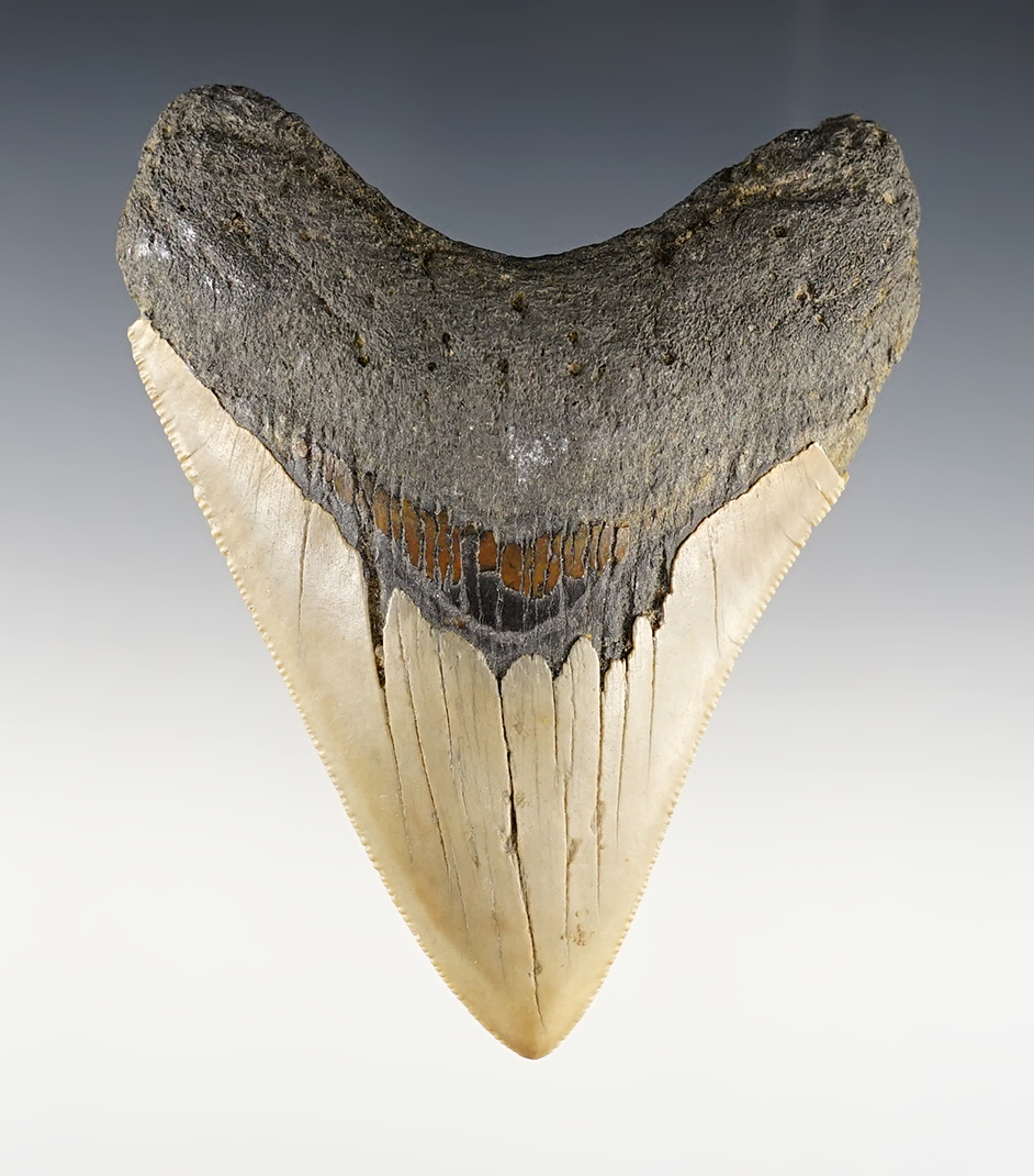 4 1/8" Fossilized Megalodon Shark's Tooth in excellent condition.